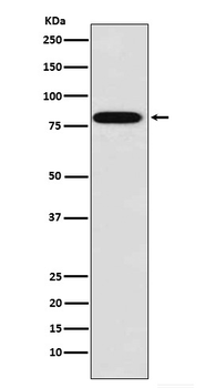 Zyxin Recombinant Rabbit Monoclonal Antibody