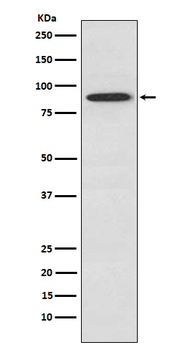 SAE2 / UBA2 Recombinant Rabbit Monoclonal Antibody