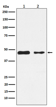 PDK2 Recombinant Rabbit Monoclonal Antibody