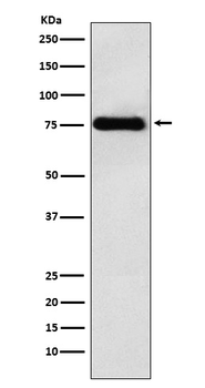 LYRIC Recombinant Rabbit Monoclonal Antibody
