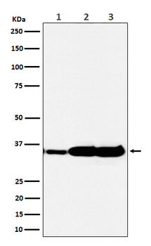 ELAVL1 Recombinant Rabbit Monoclonal Antibody