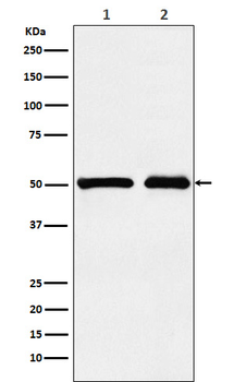 KMT5A Recombinant Rabbit Monoclonal Antibody