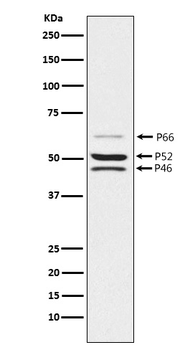 SHC1 Recombinant Rabbit Monoclonal Antibody