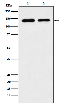SA2 Recombinant Rabbit Monoclonal Antibody