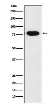 C-REL Recombinant Rabbit Monoclonal Antibody