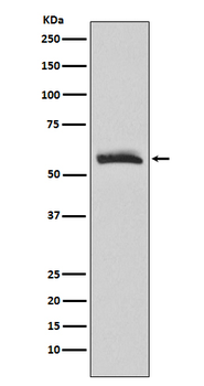 CHRM3 Recombinant Rabbit Monoclonal Antibody