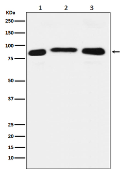 KDM1B Recombinant Rabbit Monoclonal Antibody