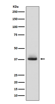 Glycophorin A Recombinant Rabbit Monoclonal Antibody