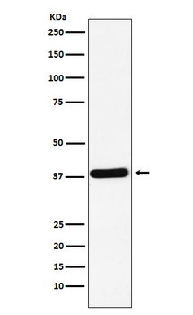 CRK Recombinant Rabbit Monoclonal Antibody