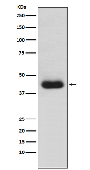 CD82 Recombinant Rabbit Monoclonal Antibody
