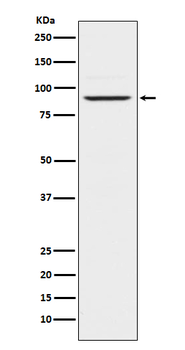 PRLR Recombinant Rabbit Monoclonal Antibody