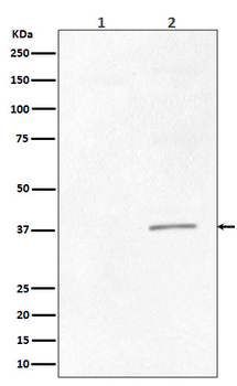 Phospho-CRK (Tyr221) Recombinant Rabbit Monoclonal Antibody