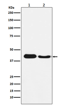 ATG4A Recombinant Rabbit Monoclonal Antibody