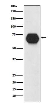 CD55 Recombinant Rabbit Monoclonal Antibody
