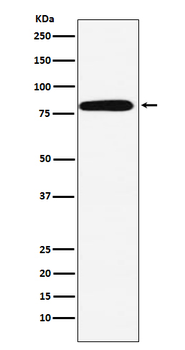 Calpain 2 Recombinant Rabbit Monoclonal Antibody