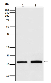 GPX4 Recombinant Rabbit Monoclonal Antibody