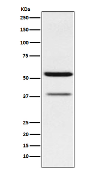 CEACAM6 Recombinant Rabbit Monoclonal Antibody