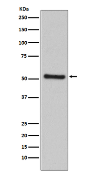 PDCD4 Recombinant Rabbit Monoclonal Antibody
