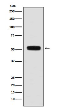 Fibulin 5 Recombinant Rabbit Monoclonal Antibody