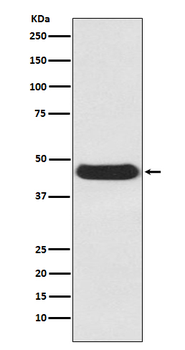 APG4B Recombinant Rabbit Monoclonal Antibody