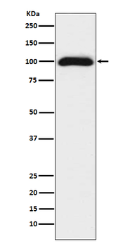 B7-H3/CD276 Recombinant Rabbit Monoclonal Antibody