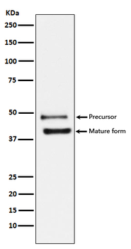DR5 Recombinant Rabbit Monoclonal Antibody