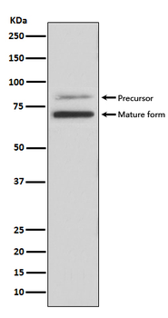 PCSK9 Recombinant Rabbit Monoclonal Antibody