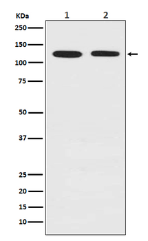 Drebrin Recombinant Rabbit Monoclonal Antibody