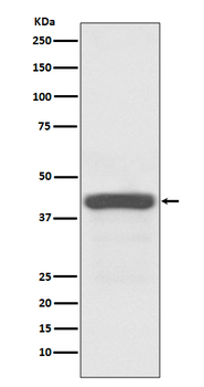 ATG3 Recombinant Rabbit Monoclonal Antibody