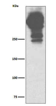 MUC5AC Recombinant Rabbit Monoclonal Antibody