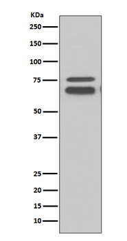 FMR1 Recombinant Rabbit Monoclonal Antibody