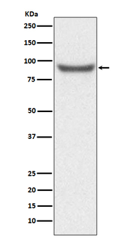 XRCC1 Recombinant Rabbit Monoclonal Antibody