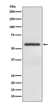 GATA4 Recombinant Rabbit Monoclonal Antibody