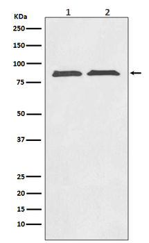 Axin 2 Recombinant Rabbit Monoclonal Antibody