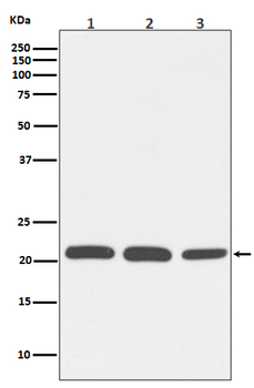 RAC1/2/3 Recombinant Rabbit Monoclonal Antibody