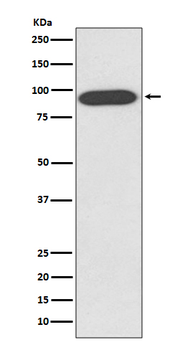 VCP Recombinant Rabbit Monoclonal Antibody