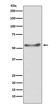 ATP5A Recombinant Rabbit Monoclonal Antibody