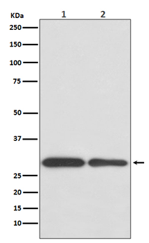 BNIP3 Recombinant Rabbit Monoclonal Antibody