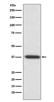 Rhodopsin Recombinant Rabbit Monoclonal Antibody