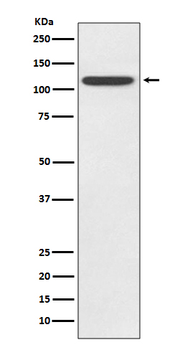 TLR5 Recombinant Rabbit Monoclonal Antibody