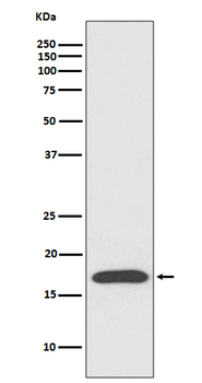 PPIA Recombinant Rabbit Monoclonal Antibody