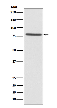Ezrin Recombinant Rabbit Monoclonal Antibody