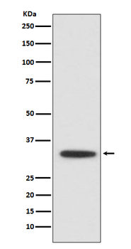 XBP1 Recombinant Rabbit Monoclonal Antibody