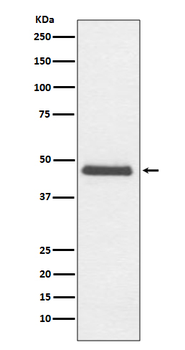 CNPase Recombinant Rabbit Monoclonal Antibody