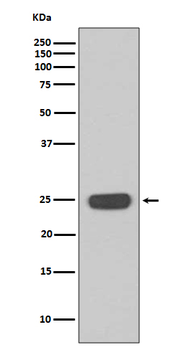 IFN gamma Recombinant Rabbit Monoclonal Antibody