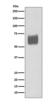CD80 Recombinant Rabbit Monoclonal Antibody