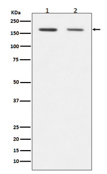 Dnmt1 Recombinant Rabbit Monoclonal Antibody