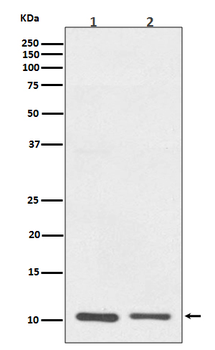 S100A10 Recombinant Rabbit Monoclonal Antibody