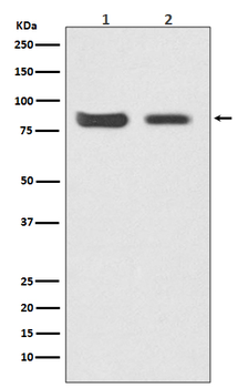 Mitofusin 2 Recombinant Rabbit Monoclonal Antibody