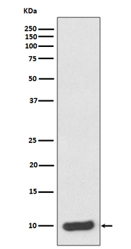 S100A6 Recombinant Rabbit Monoclonal Antibody